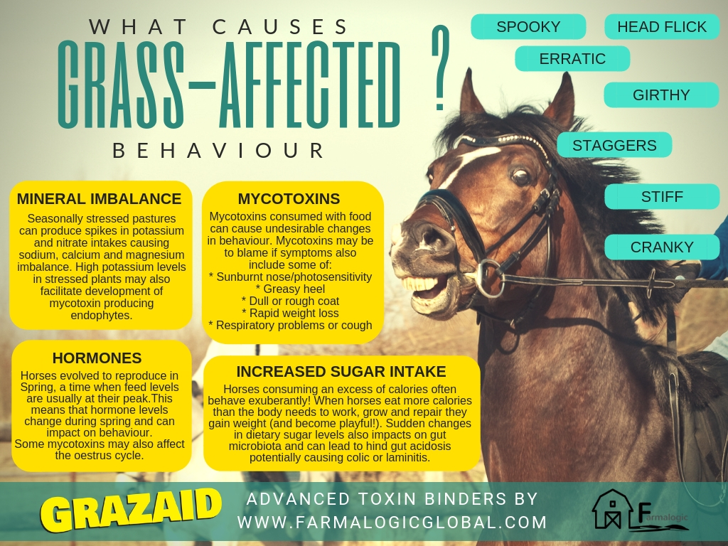What causes grass-affected behaviour in horses?